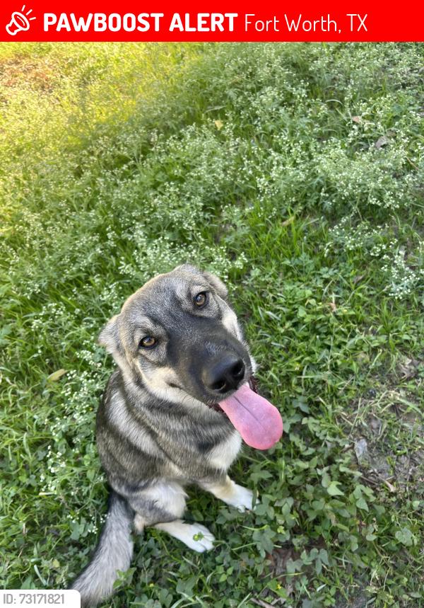 Lost Male Dog last seen Near cape st, Fort Worth, TX 76179
