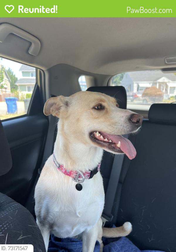Reunited Female Dog last seen Near S 25th St, Tacoma, WA 98405, USA, Tacoma, WA 98405