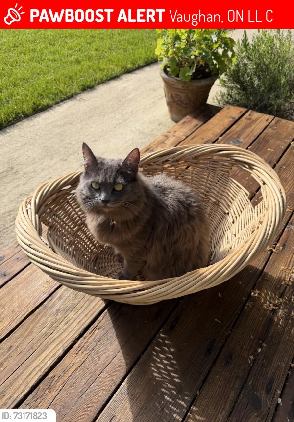 Lost Female Cat last seen Near highway 9, ben lomond ca 95005, Vaughan, ON L4L 9C3