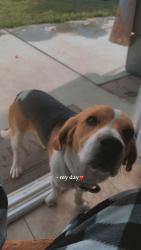 Lost Male Dog last seen Fairfield ca, Fairfield, CA 94533