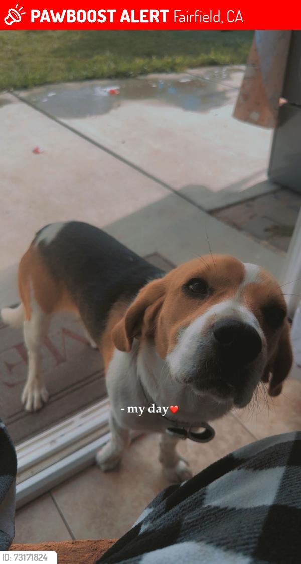 Lost Male Dog last seen Fairfield ca, Fairfield, CA 94533