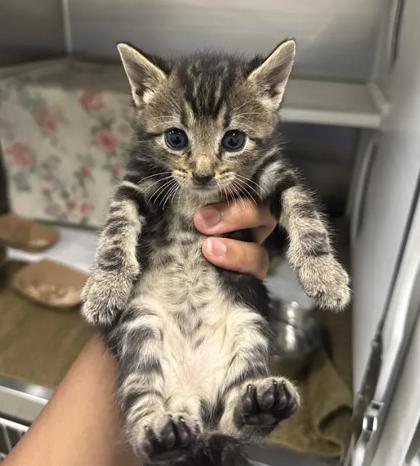 Shelter Stray Male Cat last seen Near Armisted way, 21205, MD, 2490 Giles Rd, Baltimore, MD 21225, USA