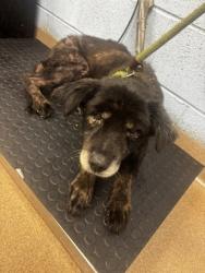 Shelter Stray Male Dog last seen Near Thompson Lithonia, 30038, 30038, GA, 3280 Chamblee Dunwoody Rd, Chamblee, GA 30341, USA