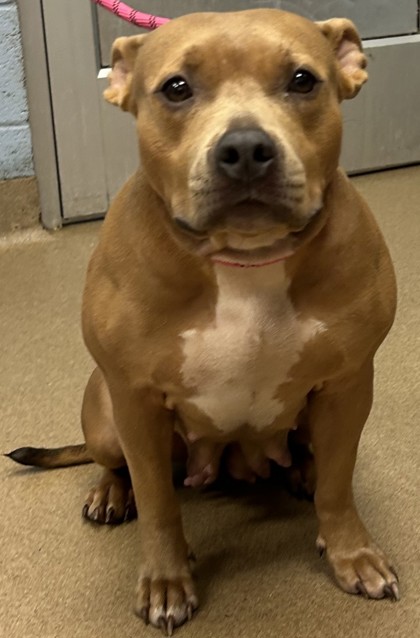 Shelter Stray Female Dog last seen , , GA, 3280 Chamblee Dunwoody Rd, Chamblee, GA 30341, USA