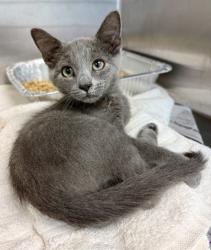 Shelter Stray Male Cat last seen Near Cedar Knoll Drive, 30084, GA, 3280 Chamblee Dunwoody Rd, Chamblee, GA 30341, USA