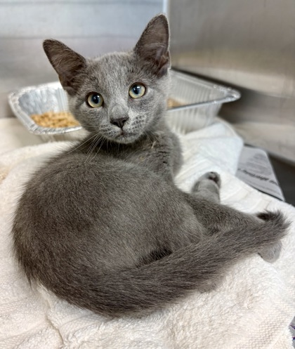 Shelter Stray Male Cat last seen Near Cedar Knoll Drive, 30084, GA, 3280 Chamblee Dunwoody Rd, Chamblee, GA 30341, USA