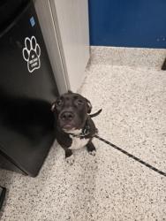 Shelter Stray Female Dog last seen Near HEMPHILL SCHOOL RD NW, Atlanta, GA, 1251 Fulton Industrial Blvd NW, Atlanta, GA 30336, USA