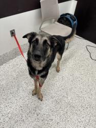 Shelter Stray Male Dog last seen Near campbellton road sw, Atlanta, GA, 1251 Fulton Industrial Blvd NW, Atlanta, GA 30336, USA