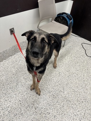 Shelter Stray Male Dog last seen Near campbellton road sw, Atlanta, GA, 1251 Fulton Industrial Blvd NW, Atlanta, GA 30336, USA