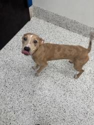Shelter Stray Female Dog last seen Near campbellton road sw, Atlanta, GA, 1251 Fulton Industrial Blvd NW, Atlanta, GA 30336, USA