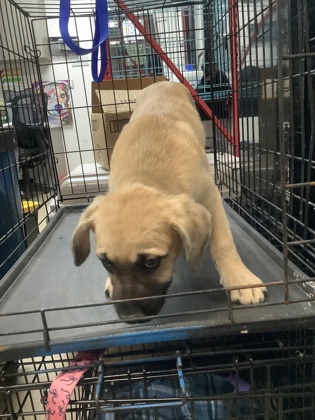 Shelter Stray Male Dog last seen Near Laster Rd., East District, TX, 355 Hillshire Dr, Haslet, TX 76052, USA