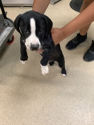 Shelter Stray Male Dog last seen Near Laster Rd., East District, TX, 355 Hillshire Dr, Haslet, TX 76052, USA
