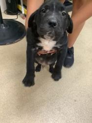 Shelter Stray Male Dog last seen Near Laster Rd., East District, TX, 355 Hillshire Dr, Haslet, TX 76052, USA