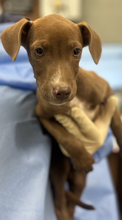 Shelter Stray Female Dog last seen Ave 7 & Freeway 99, Madera County, CA, 205 Tozer St, Madera, CA 93638, USA