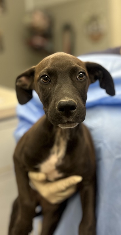 Shelter Stray Female Dog last seen Ave 7 & Freeway 99, Madera County, CA, 205 Tozer St, Madera, CA 93638, USA