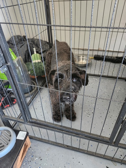 Shelter Stray Male Dog last seen , 75149, TX, 1650 Gross Rd, Mesquite, TX 75149, USA