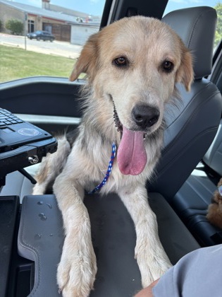 Shelter Stray Female Dog last seen Near GATTIS SCHOOL RD, City of Round Rock, TX, 1855 SE Inner Loop, Georgetown, TX 78626, USA