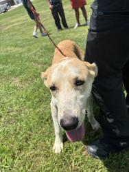 Shelter Stray Male Dog last seen Near GATTIS SCHOOL RD, City of Round Rock, TX, 1855 SE Inner Loop, Georgetown, TX 78626, USA