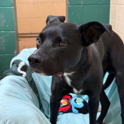 Shelter Stray Male Dog last seen Middleton PD, Middleton, City of, WI, 5132 Voges Rd, Madison, WI 53718, USA