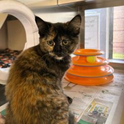 Shelter Stray Female Cat last seen Near Dane St, Belleville, Village of, WI, 5132 Voges Rd, Madison, WI 53718, USA