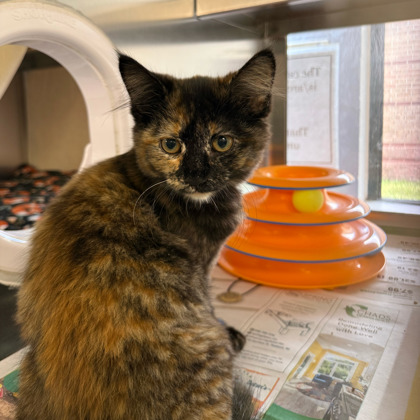 Shelter Stray Female Cat last seen Near Dane St, Belleville, Village of, WI, 5132 Voges Rd, Madison, WI 53718, USA