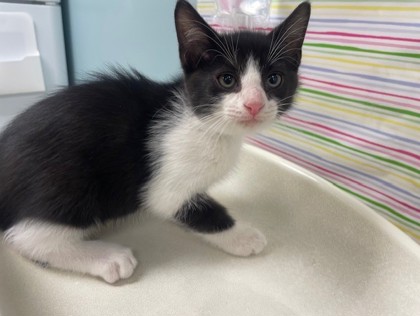 Shelter Stray Male Cat last seen Havre St Toledo 43609, Lucas County, OH, 827 Illinois Ave, Maumee, OH 43537, USA