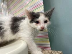 Shelter Stray Female Cat last seen Havre St Toledo 43609, Lucas County, OH, 827 Illinois Ave, Maumee, OH 43537, USA