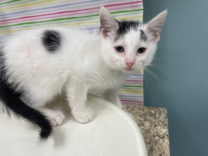 Shelter Stray Female Cat last seen Havre St Toledo 43609, Lucas County, OH, 827 Illinois Ave, Maumee, OH 43537, USA
