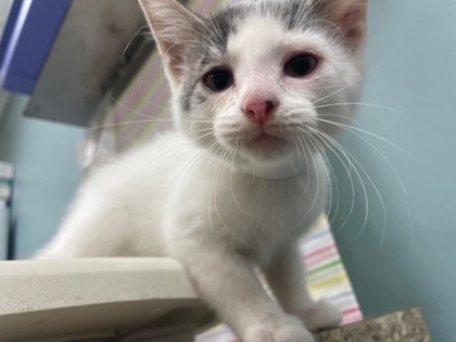 Shelter Stray Female Cat last seen Havre St Toledo 43609, Lucas County, OH, 827 Illinois Ave, Maumee, OH 43537, USA