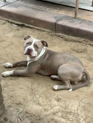 Shelter Stray Male Dog last seen N Montana Ave & E Sierra Ave, Clovis Zone Fresno CO 4 93619, CA, 1510 W Dan Ronquillo Dr, Fresno, CA 93706, USA