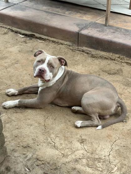 Shelter Stray Male Dog last seen N Montana Ave & E Sierra Ave, Clovis Zone Fresno CO 4 93619, CA, 1510 W Dan Ronquillo Dr, Fresno, CA 93706, USA