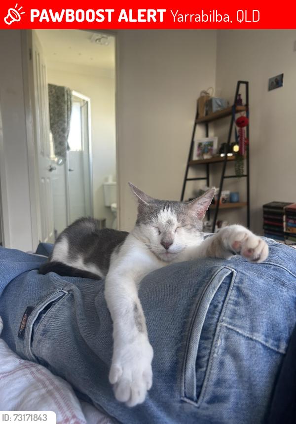 Lost Male Cat last seen Near the hse, Yarrabilba, QLD 4207