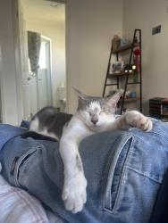 Lost Male Cat last seen Near the hse, Yarrabilba, QLD 4207