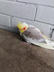 Found/Stray Unknown Bird last seen Bp gas staion, Winston-Salem, NC 27108