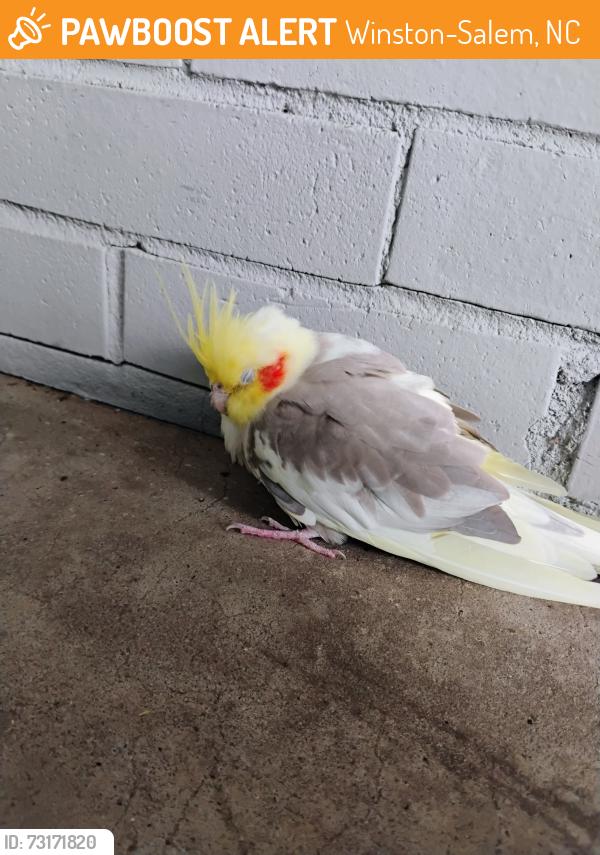 Found/Stray Unknown Bird last seen Bp gas staion, Winston-Salem, NC 27108