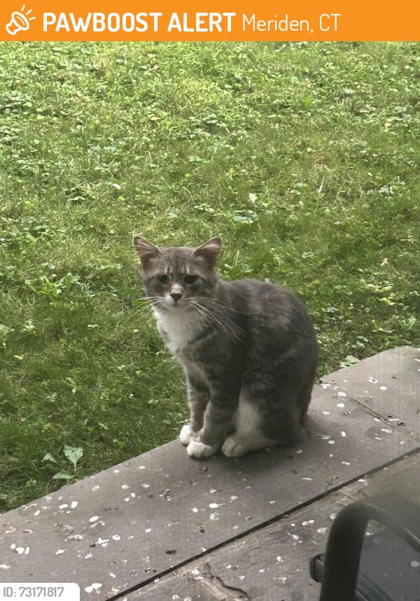 Found/Stray Unknown Cat last seen Flower st, Meriden, CT 06451