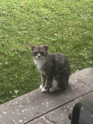 Found/Stray Unknown Cat last seen Flower st, Meriden, CT 06451
