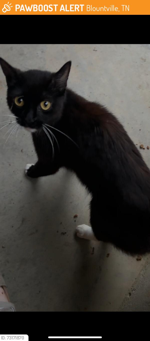 Found/Stray Unknown Cat last seen Gottland Shoals Road, Blountville, TN 37617