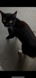 Found/Stray Unknown Cat last seen Gottland Shoals Road, Blountville, TN 37617