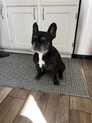 Lost Male Dog last seen Cajalco Harley John, Lake Mathews, CA 92504
