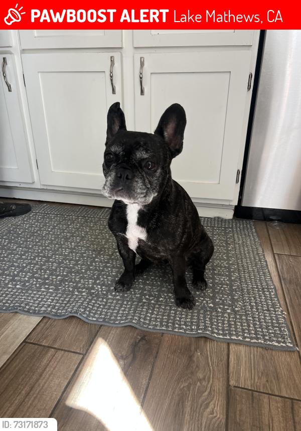 Lost Male Dog last seen Cajalco Harley John, Lake Mathews, CA 92504
