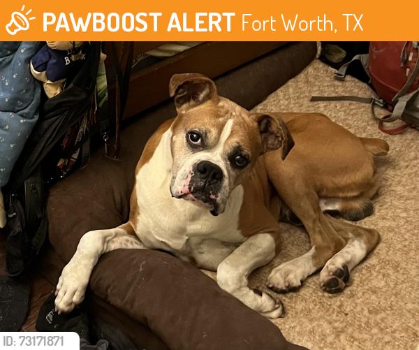 Found/Stray Male Dog last seen McCart Ave and Blue Springs Dr near Ryan Family YMCA, Fort Worth, TX 76123