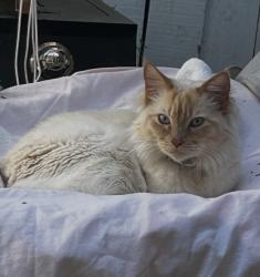 Reunited Male Cat last seen Mesquite Ct Brentwood, Brentwood, CA 94513