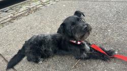 Found/Stray Male Dog last seen Mosholu Pkwy and Gun Hill, The Bronx, NY 10462