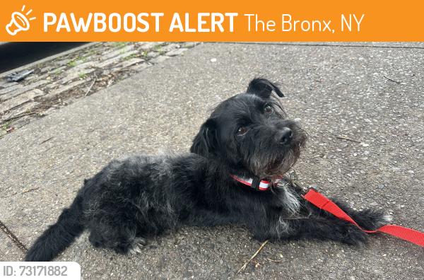 Found/Stray Male Dog last seen Mosholu Pkwy and Gun Hill, The Bronx, NY 10462