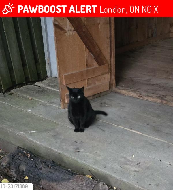 Lost Male Cat last seen Barrydale Crescent and Aldersbrook, London, ON N6G 2X4