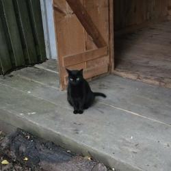 Lost Male Cat last seen Barrydale Crescent and Aldersbrook, London, ON N6G 2X4