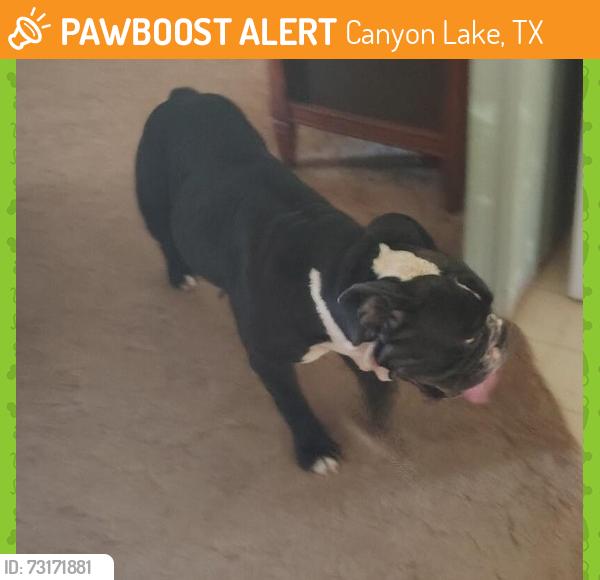 Found/Stray Female Dog last seen Near Qappullea dr canyon lake Tx 78133, Canyon Lake, TX 78133