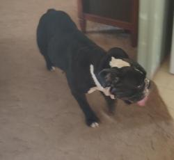 Found/Stray Female Dog last seen Near Qappullea dr canyon lake Tx 78133, Canyon Lake, TX 78133