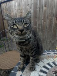 Reunited Male Cat last seen Florin and Parkhaven, Sacramento, CA 95831
